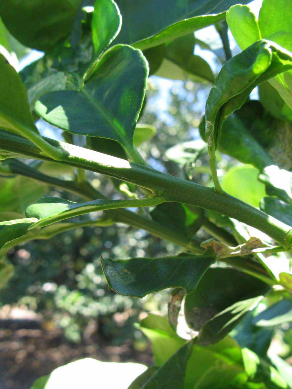              First year twig (Large Pink, Winter Haven,   FL)   